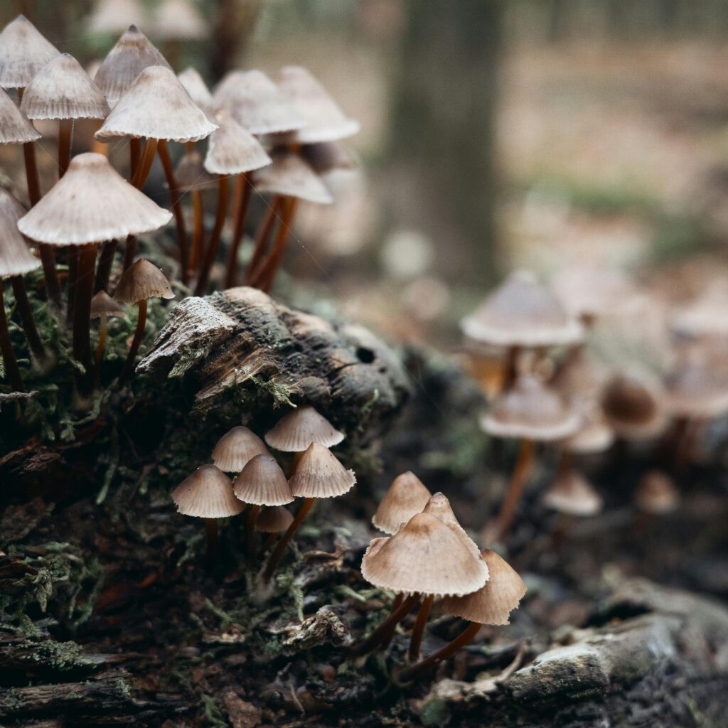 pexels vadimbraydov 34323003